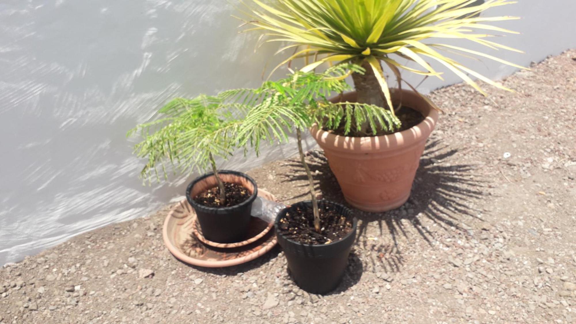 Nueva Casa Rural Piscina Privada Santa Cruz de Tenerife Zewnętrze zdjęcie